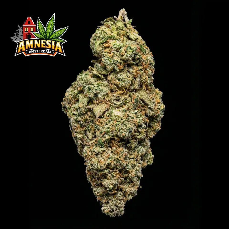 Amnesia Haze THC 20-25% cannabis flower for weed delivery in Phuket