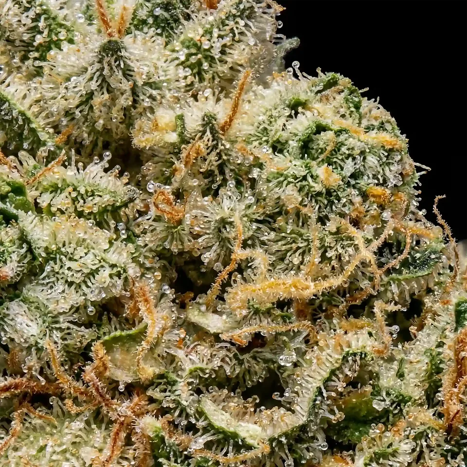 Amnesia Haze THC 20-25% cannabis flower for weed delivery in Phuket