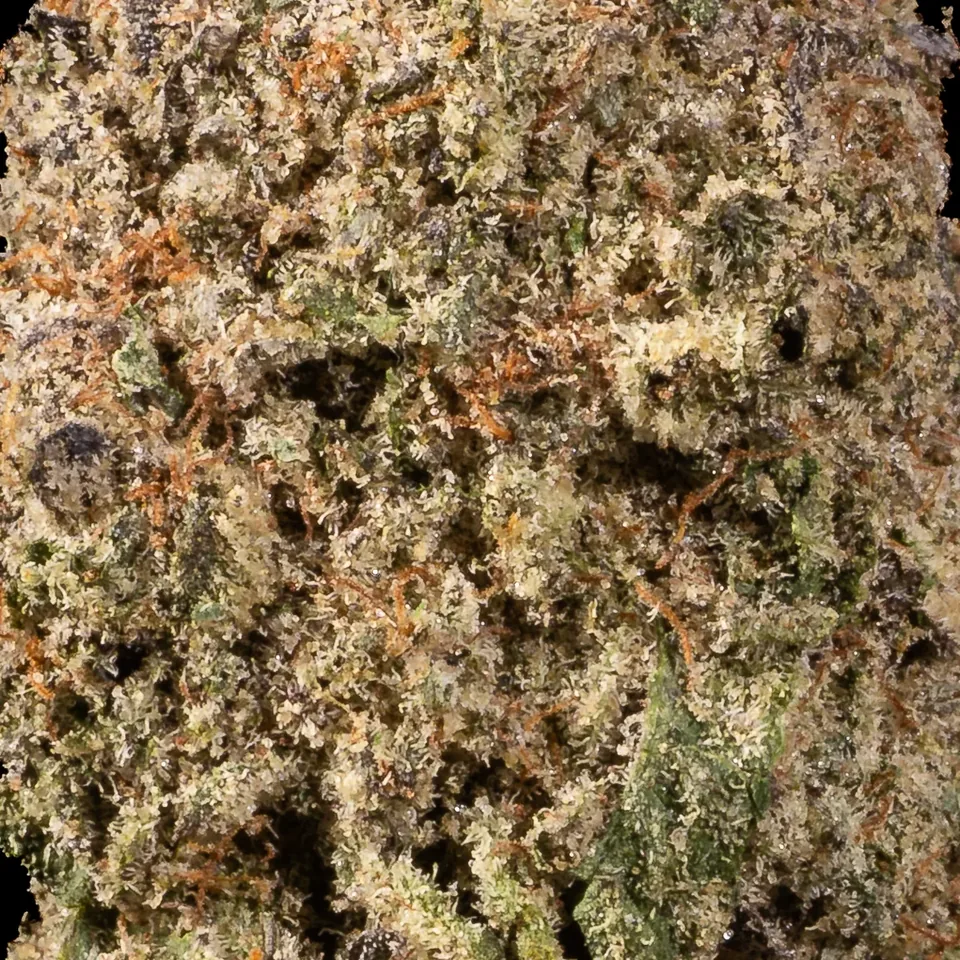 Black Truffle THC 18-27% trichome-rich cannabis flower close-up for weed delivery in Phuket