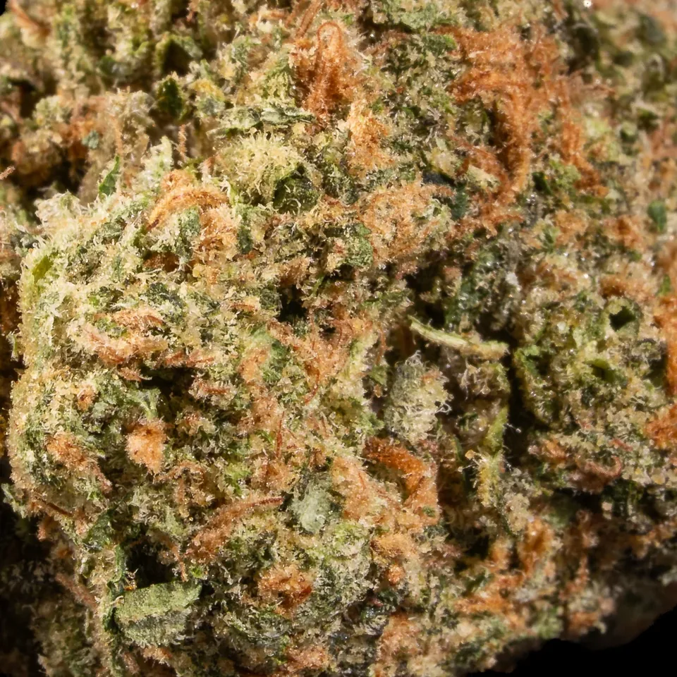 Lava Burger THC 24% trichome-rich cannabis flower close-up for weed delivery in Phuket