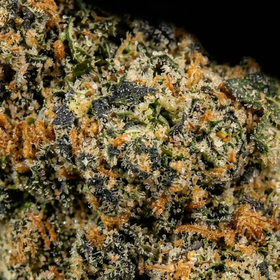 Mimosa THC 29% cannabis flower for weed delivery in Phuket