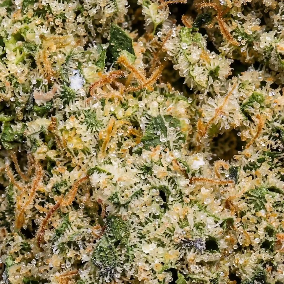 Rainbow Cake THC 25% cannabis flower for weed delivery in Phuket