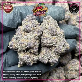 Tropicana Cherry strain cannabis flower buds for Phuket delivery