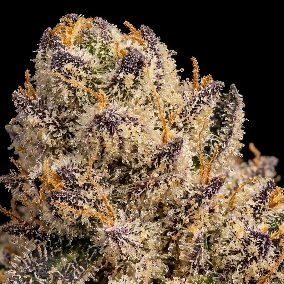 White Iverson THC 21-26% cannabis flower for weed delivery in Phuket