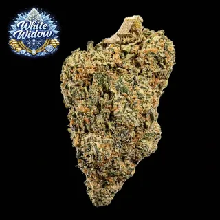 White Widow THC 18-25% cannabis flower for weed delivery in Phuket